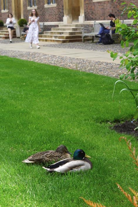 Ducks on the lawn at St Catharine's College